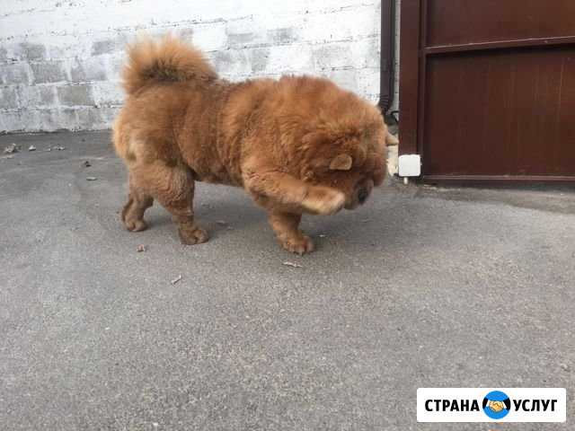 Стрижка вашего любимого питомца Новочеркасск - изображение 1