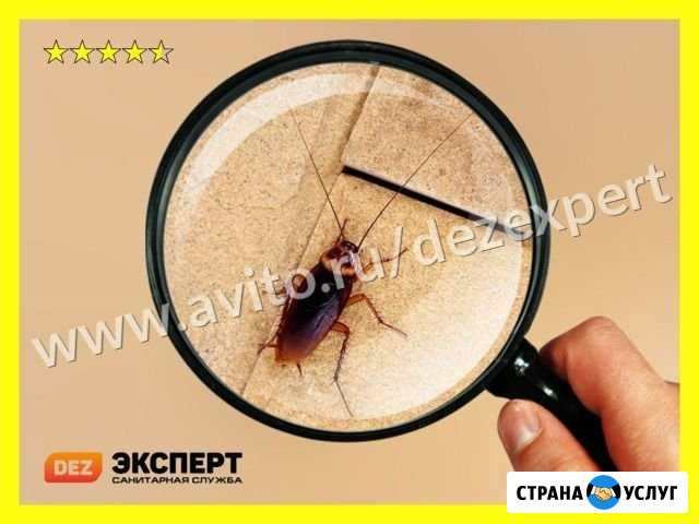 Уничтожение тараканов Нижний Новгород - изображение 1
