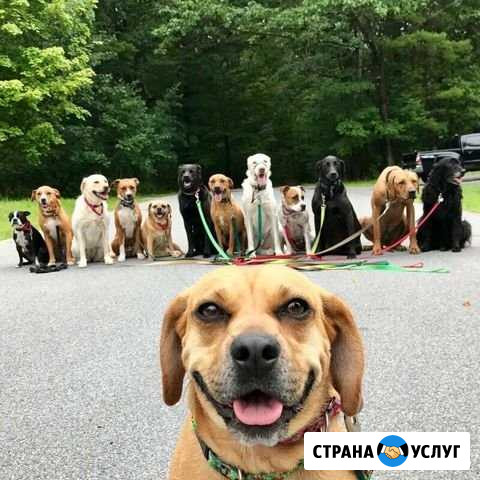 Выгул собак Владимир - изображение 1
