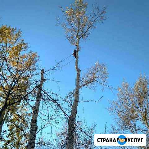 Спил, кронирование сложных и аварийных деревьев Архангельск - изображение 1