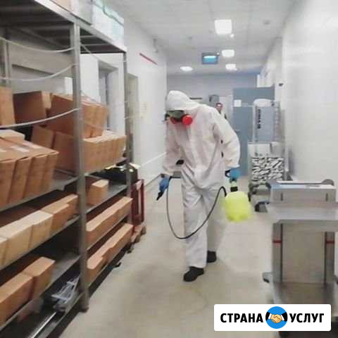 Уничтожение тараканов, клопов, муравьев Челябинск - изображение 1