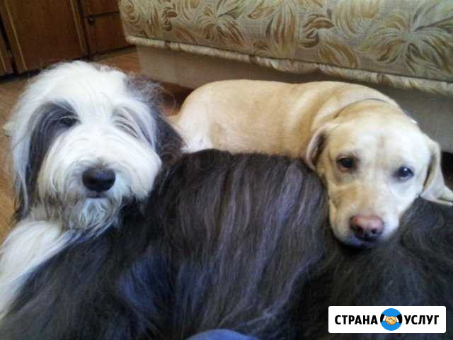 Передержка собак средних и крупных пород Пермь - изображение 1