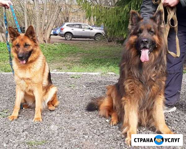 Дрессировка и вязка собак любых пород Орехово-Зуево - изображение 1