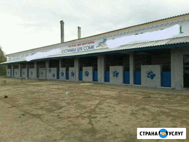 Передержка для всех пород собак Москва - изображение 1