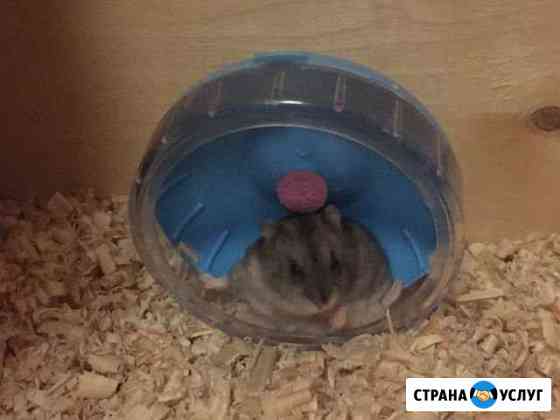 Передержка грызунов, джунгариков Нижний Новгород