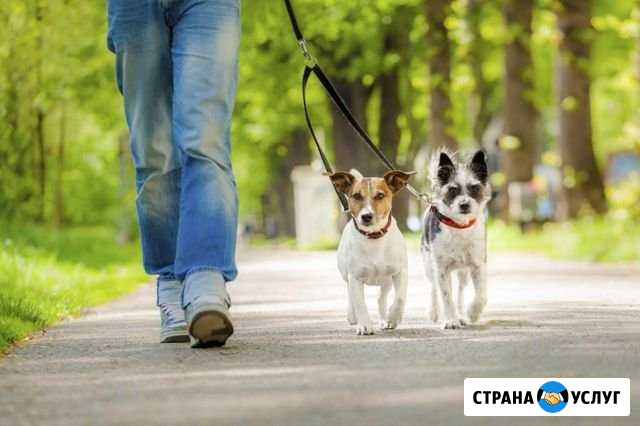 Прогулка с собакой Барнаул - изображение 1