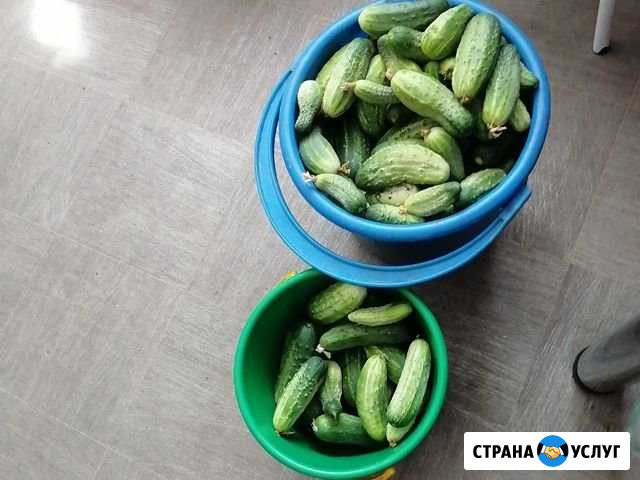 Огурцы домашние Линево - изображение 1