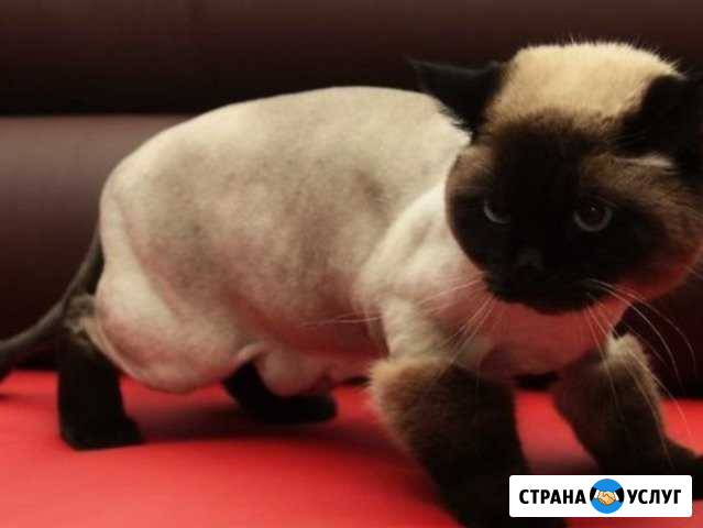Гигиеническая стрижка животных на дому Верхняя Салда - изображение 1