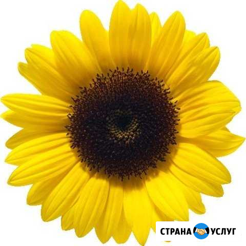 Детский сад Подсолнух Новосибирск - изображение 1