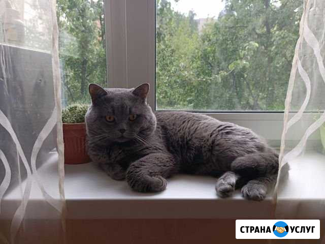 Вязка кота Тула - изображение 1