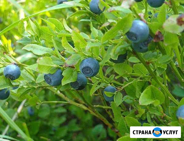Ягоды черники Кострома - изображение 1