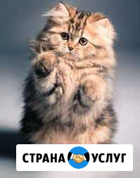 Передержка животных Новокуйбышевск - изображение 1
