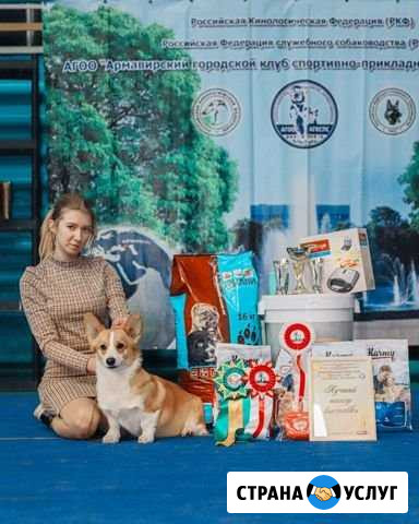 Профессиональный хендлер. Дрессировка Гулькевичи - изображение 1