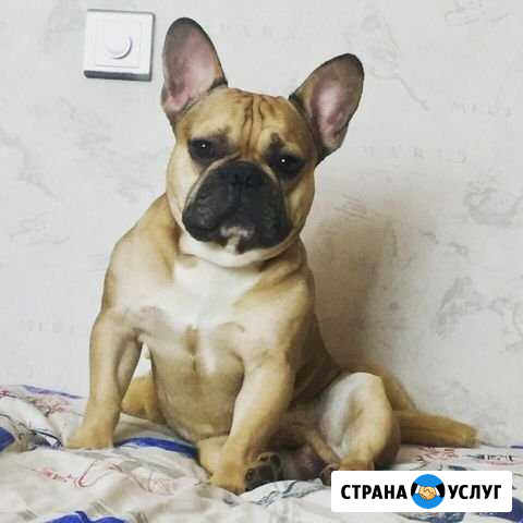 Французский бульдог ищет подругу (Вязка) Саранск - изображение 1