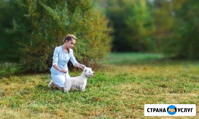 Услуги Хендлера, подготовка к выставкам Омск - изображение 1