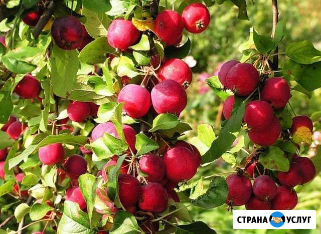 Соковыжималка Березовка - изображение 1