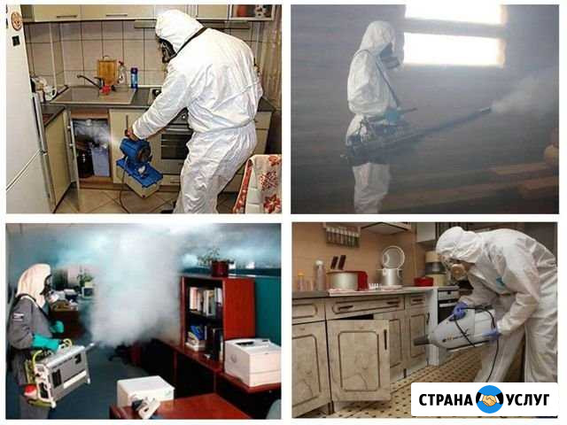 Уничтожение клопов тараканов Новокузнецк - изображение 1