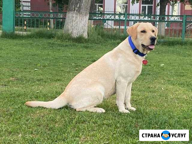 Кинолог / Дрессировка собак / Коррекция поведения Ревякино - изображение 1
