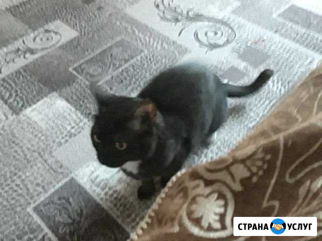 Вязка Торжок - изображение 1