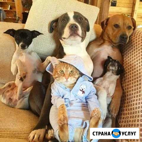 Зооняня Одинцово - изображение 1