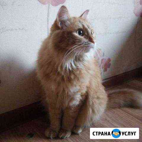 Передержка животных Казань
