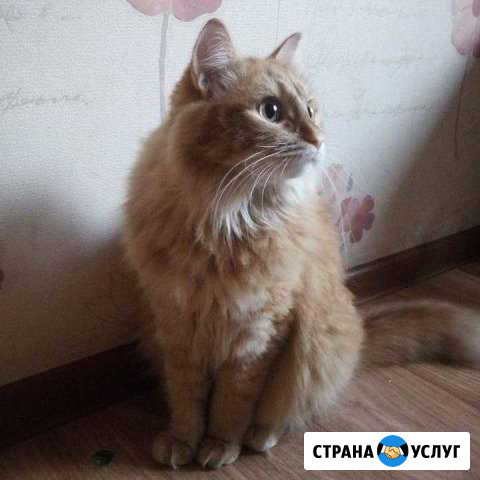 Передержка животных Казань - изображение 1
