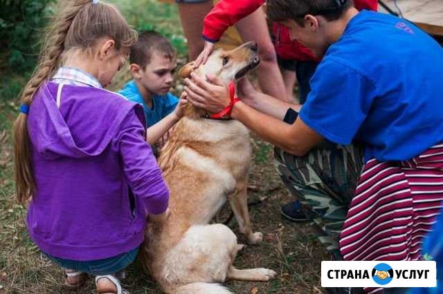 Дрессировка собак Alisa,Кинолог,передержка, выст Барнаул - изображение 1