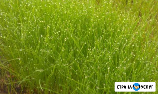 Уход за газоном/скарификация. уход за деревьями Санкт-Петербург - изображение 1