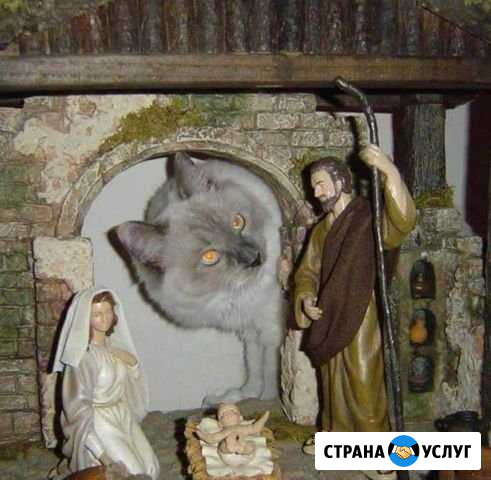 Заботиться о котике Сланцы - изображение 1