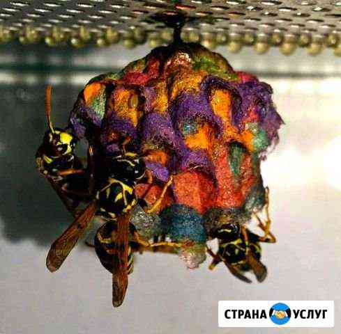 Уничтожение всех тараканов и клопов Сочи