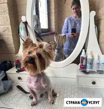 Стрижка собак, груминг Москва