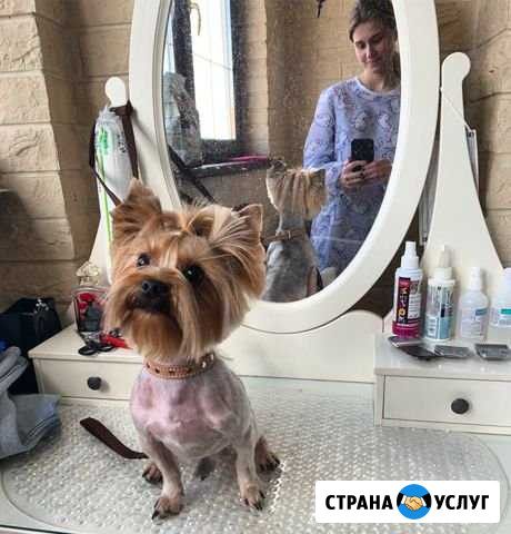 Стрижка собак, груминг Москва - изображение 1