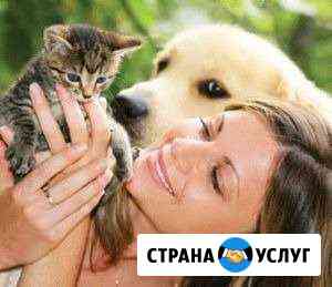 Передержка собак в семье не зоогостиница Сочи