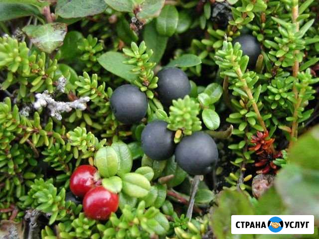 Черника Череповец - изображение 1