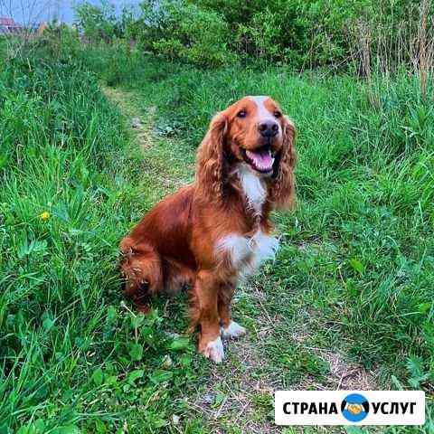Вязка Русский Спаниель Екатеринбург