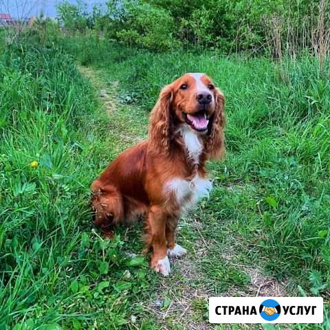 Вязка Русский Спаниель Екатеринбург - изображение 1
