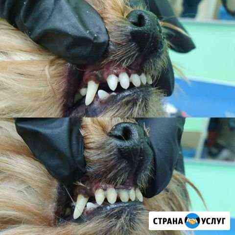 Чистка зубов собакам Санкт-Петербург