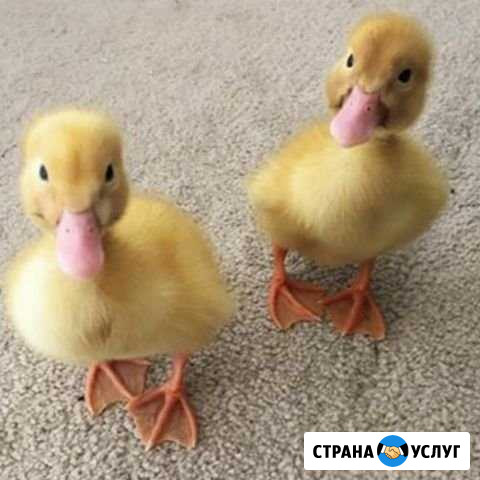 Передержка домашних животных Воркута - изображение 1