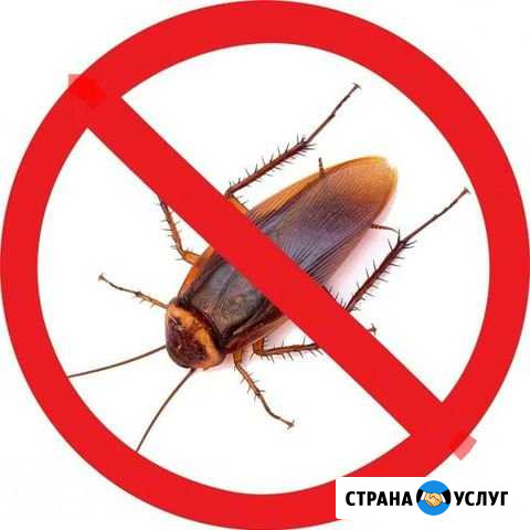Дезинсекция, борьба с тараканами и клопами Чебоксары - изображение 1