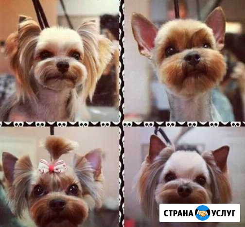 Стрижка кошек,мелких и крупных собак Астрахань - изображение 1