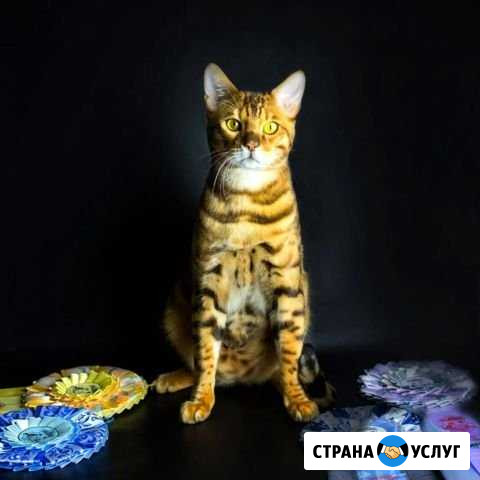 Вязка Севастополь - изображение 1