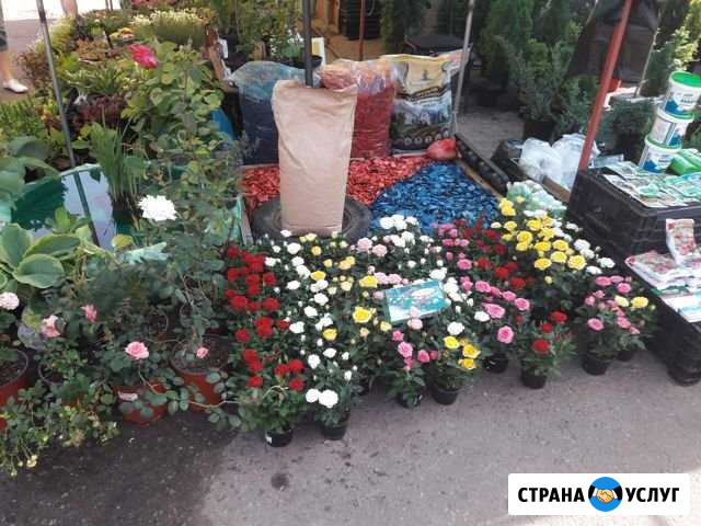 Ландшафтный Дизайн Мичуринск - изображение 1