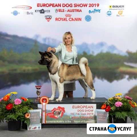 Дрессировка. Показ и подготовка собак к выставкам Санкт-Петербург - изображение 1
