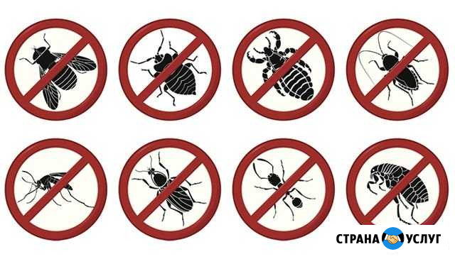Уничтожение клопов, тараканов, клещей Севастополь - изображение 1