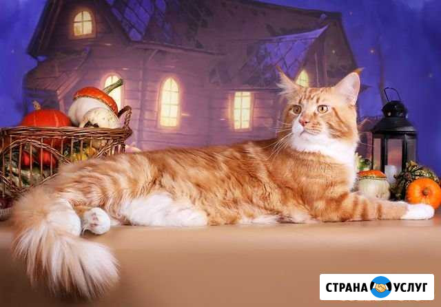 Мейн Кун Вязка Узловая - изображение 1