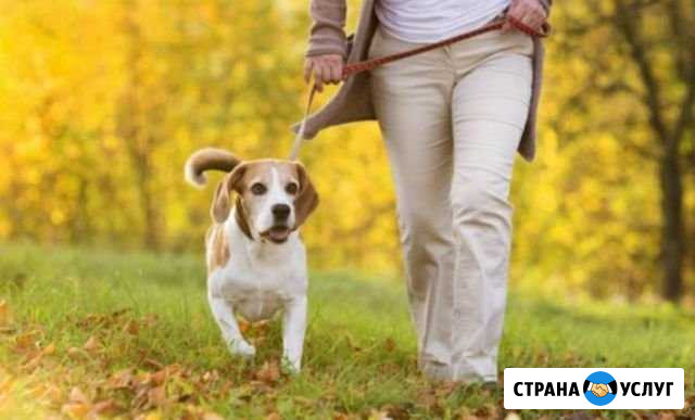 Выгул собаки Усолье-Сибирское - изображение 1