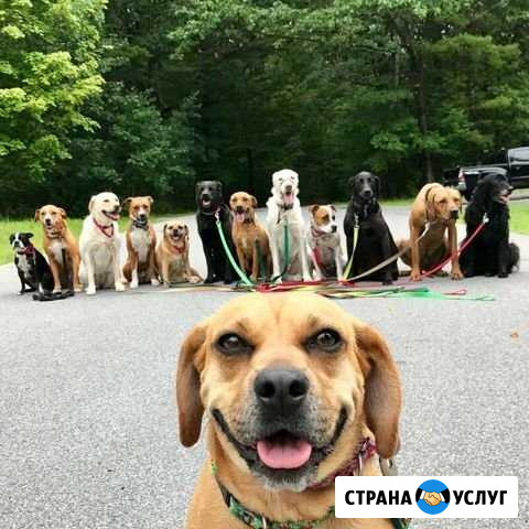 Выгул собак Щекино - изображение 1