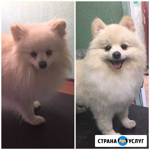Груминг, стрижка собак. На дому/выезд Курск - изображение 1