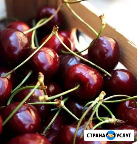 Вишня спелая с плодоножками Аксай - изображение 1