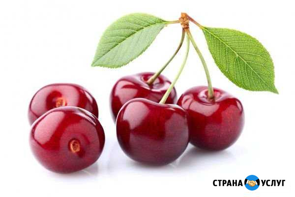 Продам вишню Белово - изображение 1